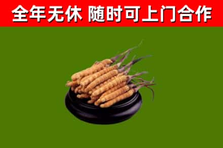 商丘市烟酒回收冬虫夏草.jpg